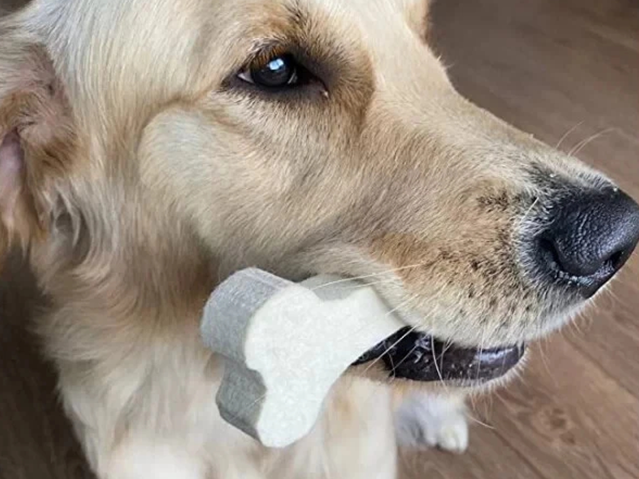Cane felice CaaDoog